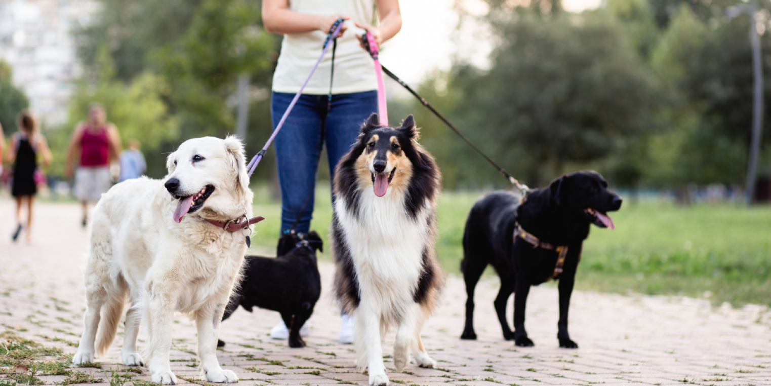 4 Of The Best Van Options For Dog Walkers